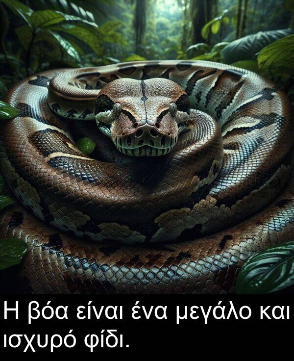 φίδι: Η βόα είναι ένα μεγάλο και ισχυρό φίδι.