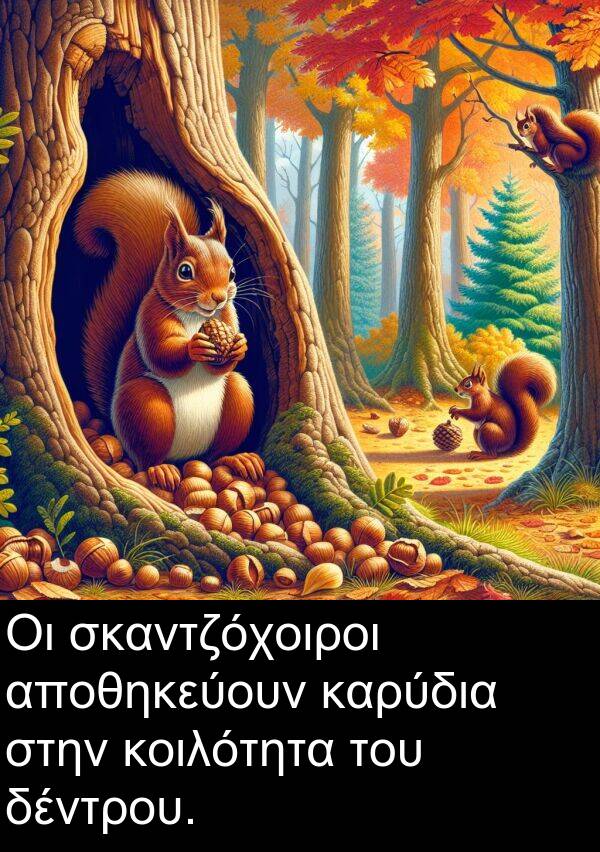 δέντρου: Οι σκαντζόχοιροι αποθηκεύουν καρύδια στην κοιλότητα του δέντρου.