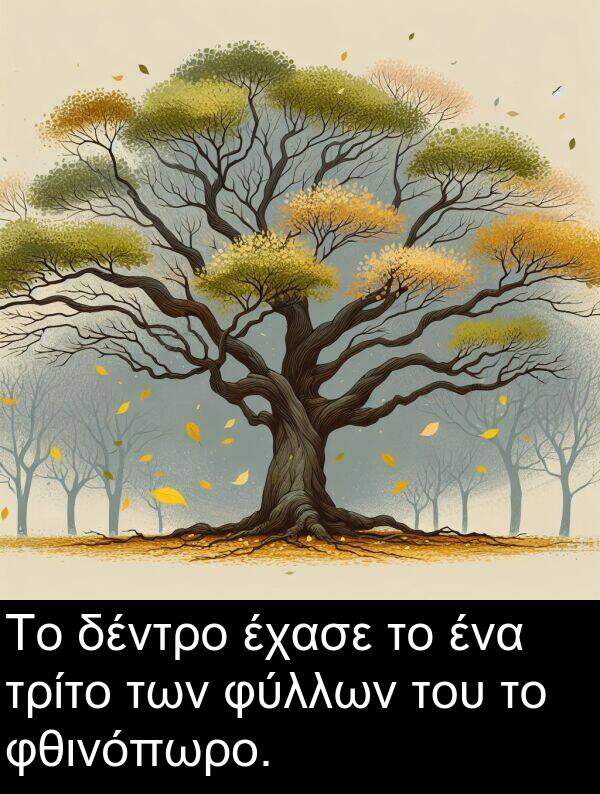 φθινόπωρο: Το δέντρο έχασε το ένα τρίτο των φύλλων του το φθινόπωρο.