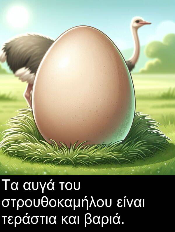 στρουθοκαμήλου: Τα αυγά του στρουθοκαμήλου είναι τεράστια και βαριά.