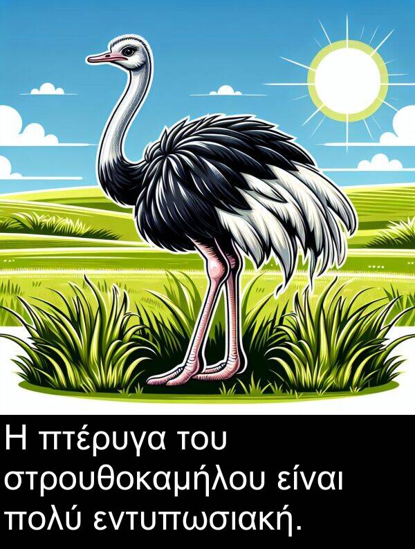 εντυπωσιακή: Η πτέρυγα του στρουθοκαμήλου είναι πολύ εντυπωσιακή.