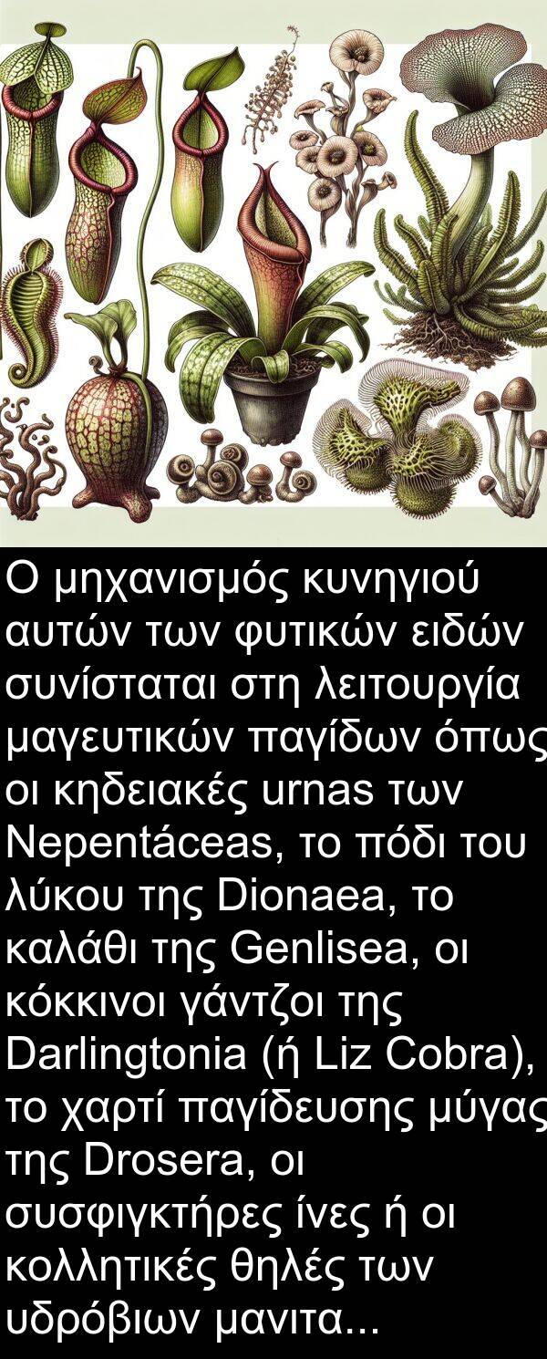 γάντζοι: Ο μηχανισμός κυνηγιού αυτών των φυτικών ειδών συνίσταται στη λειτουργία μαγευτικών παγίδων όπως οι κηδειακές urnas των Nepentáceas, το πόδι του λύκου της Dionaea, το καλάθι της Genlisea, οι κόκκινοι γάντζοι της Darlingtonia (ή Liz Cobra), το χαρτί παγίδευσης μύγας της Drosera, οι συσφιγκτήρες ίνες ή οι κολλητικές θηλές των υδρόβιων μανιταριών τύπου Zoofagos.