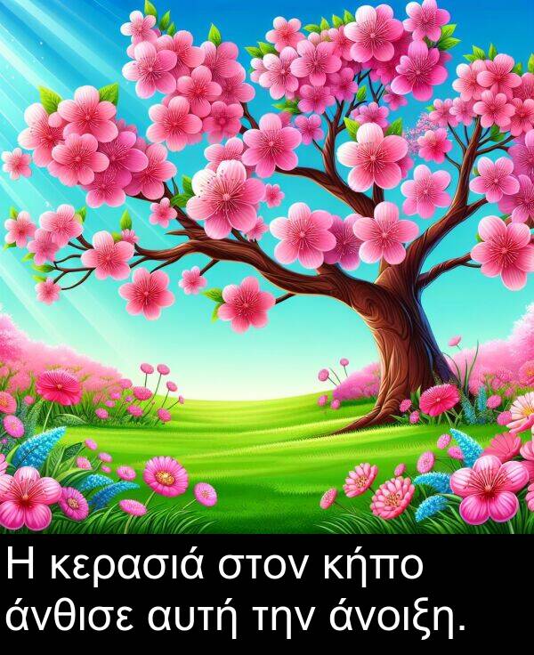 την: Η κερασιά στον κήπο άνθισε αυτή την άνοιξη.
