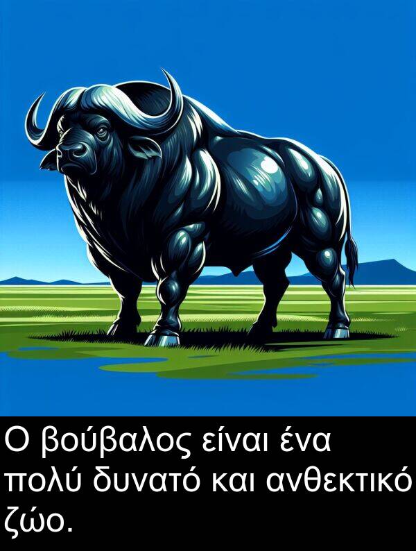 ζώο: Ο βούβαλος είναι ένα πολύ δυνατό και ανθεκτικό ζώο.