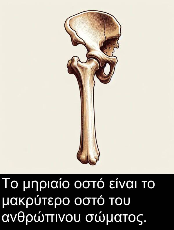 μακρύτερο: Το μηριαίο οστό είναι το μακρύτερο οστό του ανθρώπινου σώματος.