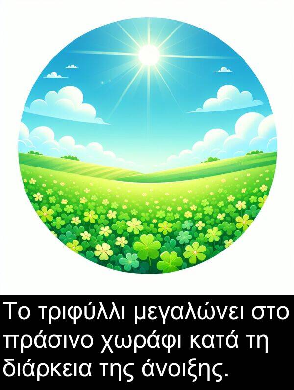χωράφι: Το τριφύλλι μεγαλώνει στο πράσινο χωράφι κατά τη διάρκεια της άνοιξης.