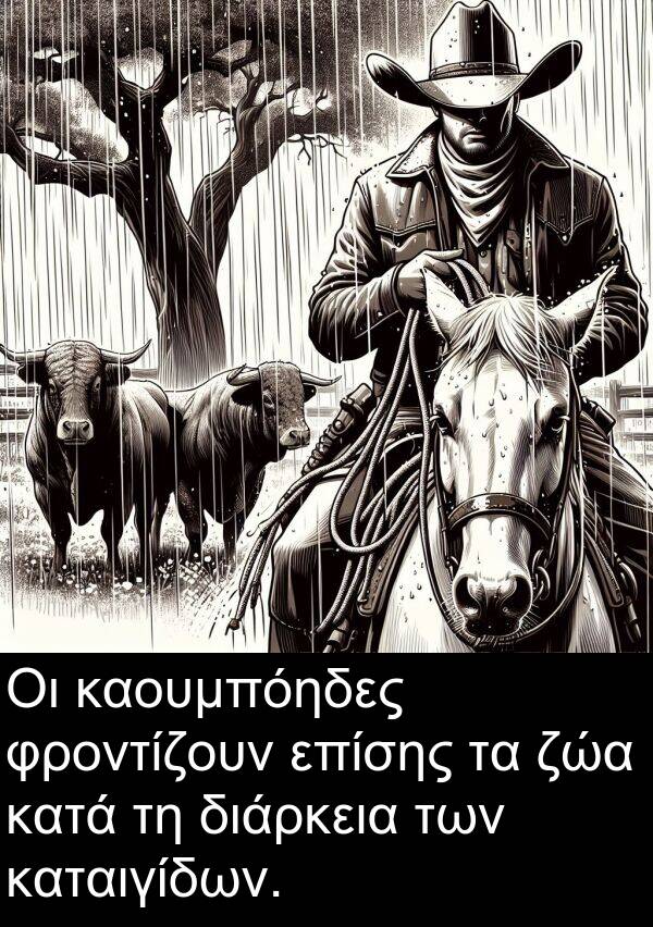 ζώα: Οι καουμπόηδες φροντίζουν επίσης τα ζώα κατά τη διάρκεια των καταιγίδων.