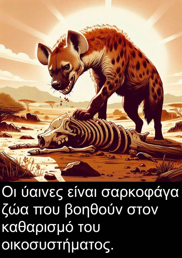 ζώα: Οι ύαινες είναι σαρκοφάγα ζώα που βοηθούν στον καθαρισμό του οικοσυστήματος.