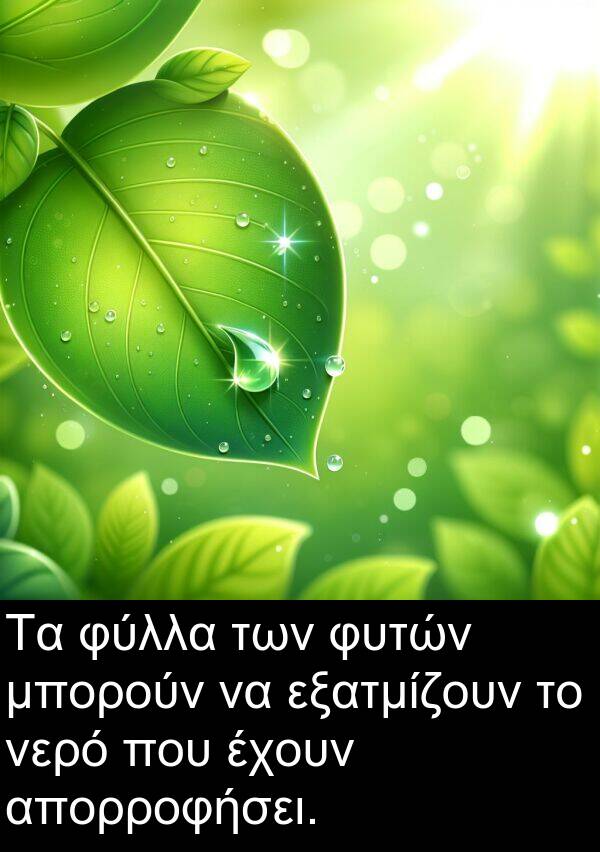 μπορούν: Τα φύλλα των φυτών μπορούν να εξατμίζουν το νερό που έχουν απορροφήσει.