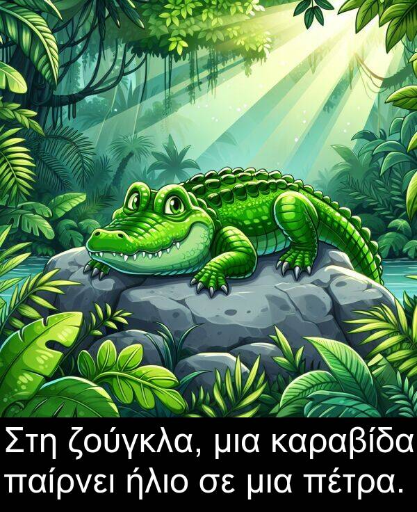 παίρνει: Στη ζούγκλα, μια καραβίδα παίρνει ήλιο σε μια πέτρα.