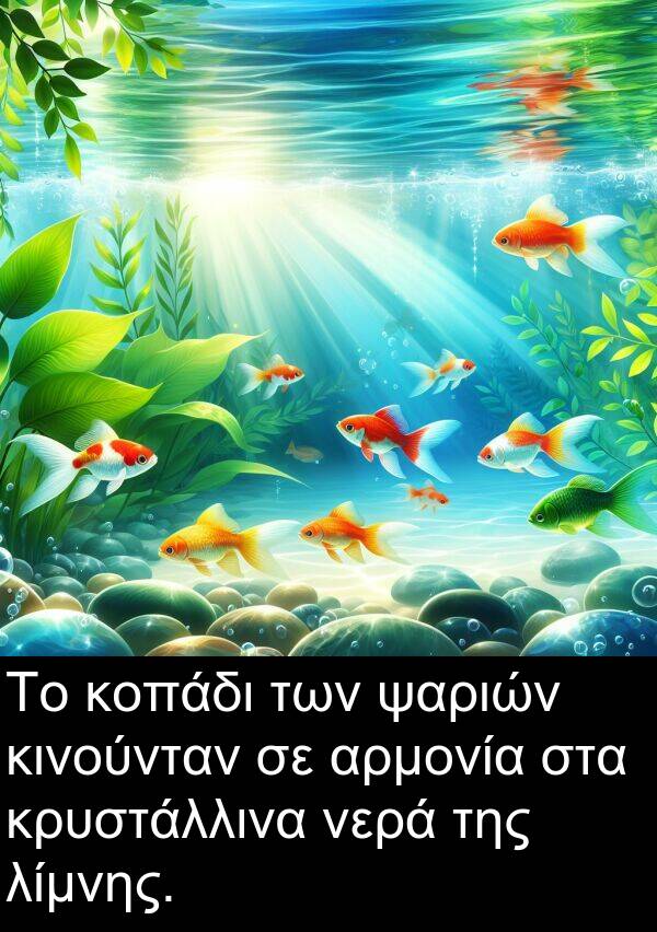 ψαριών: Το κοπάδι των ψαριών κινούνταν σε αρμονία στα κρυστάλλινα νερά της λίμνης.