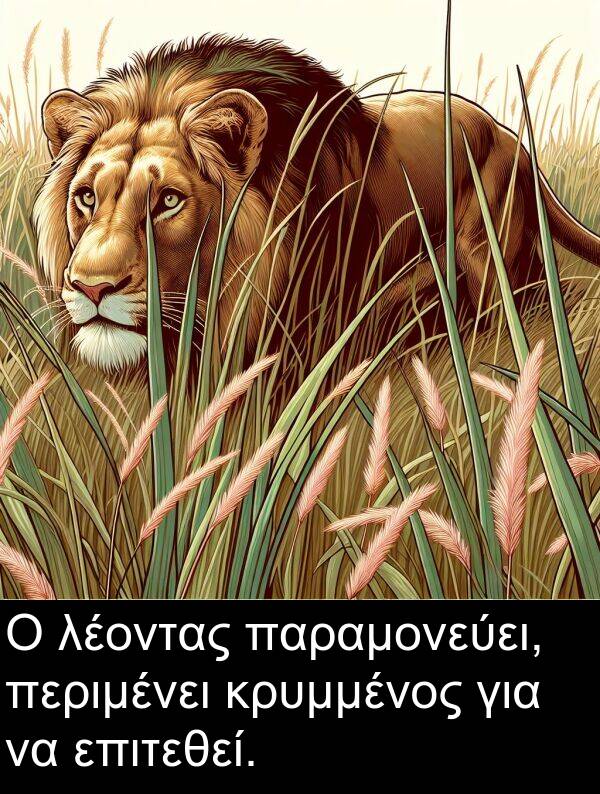 παραμονεύει: Ο λέοντας παραμονεύει, περιμένει κρυμμένος για να επιτεθεί.