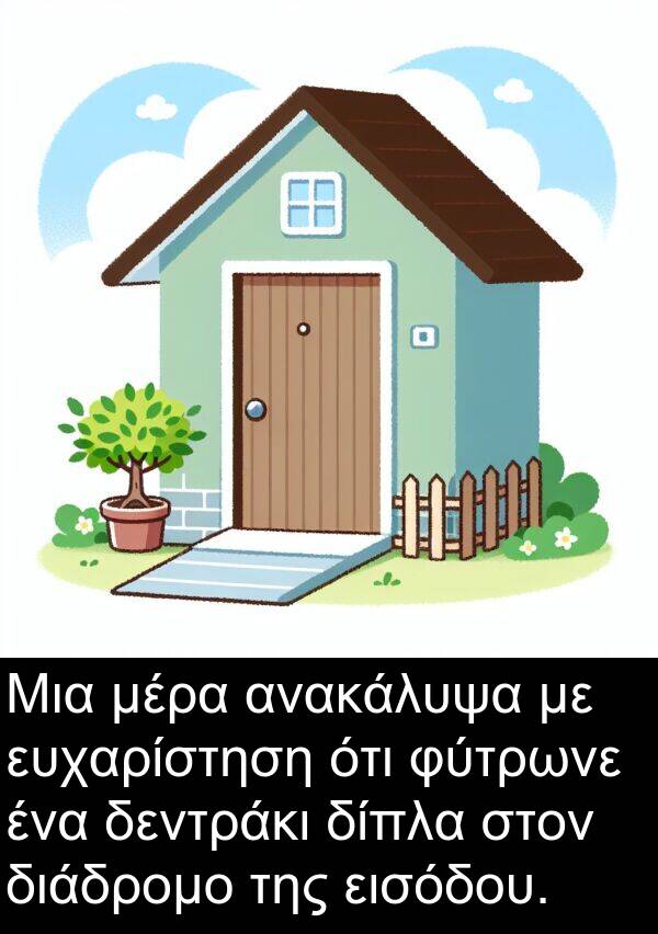 εισόδου: Μια μέρα ανακάλυψα με ευχαρίστηση ότι φύτρωνε ένα δεντράκι δίπλα στον διάδρομο της εισόδου.