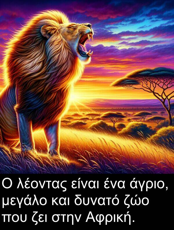 ζώο: Ο λέοντας είναι ένα άγριο, μεγάλο και δυνατό ζώο που ζει στην Αφρική.