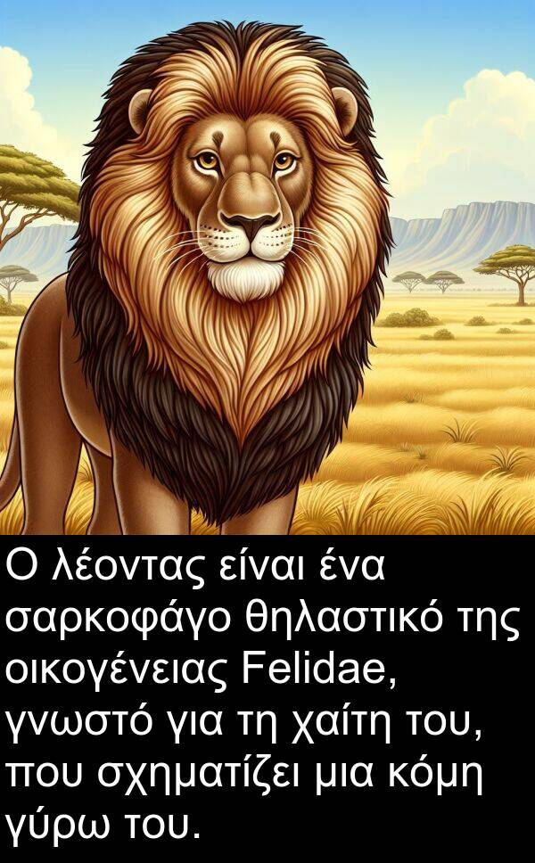 χαίτη: Ο λέοντας είναι ένα σαρκοφάγο θηλαστικό της οικογένειας Felidae, γνωστό για τη χαίτη του, που σχηματίζει μια κόμη γύρω του.