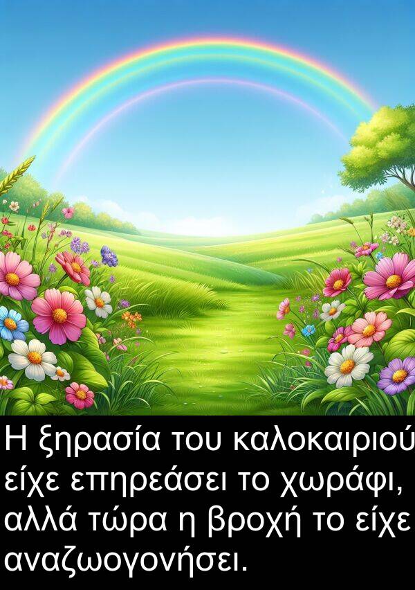 επηρεάσει: Η ξηρασία του καλοκαιριού είχε επηρεάσει το χωράφι, αλλά τώρα η βροχή το είχε αναζωογονήσει.