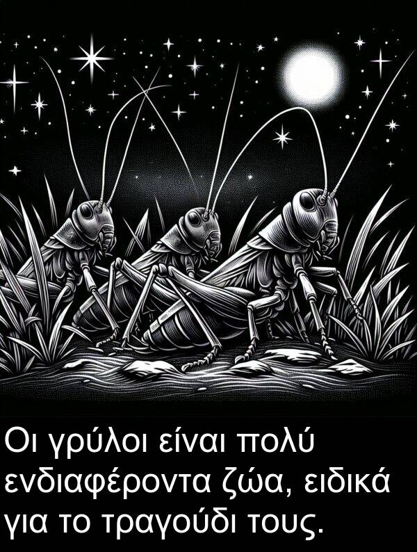 ζώα: Οι γρύλοι είναι πολύ ενδιαφέροντα ζώα, ειδικά για το τραγούδι τους.