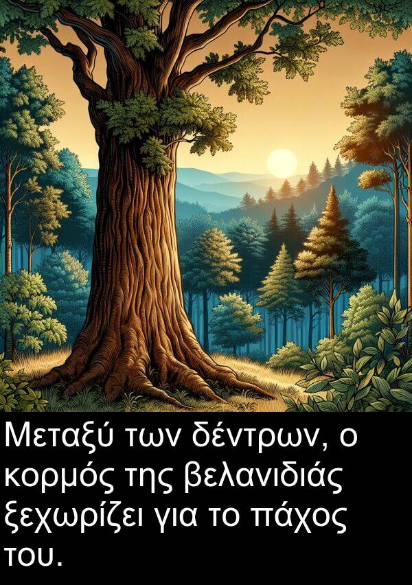 δέντρων: Μεταξύ των δέντρων, ο κορμός της βελανιδιάς ξεχωρίζει για το πάχος του.