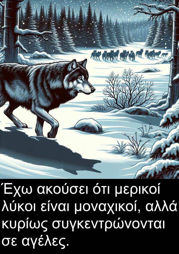 αγέλες: Έχω ακούσει ότι μερικοί λύκοι είναι μοναχικοί, αλλά κυρίως συγκεντρώνονται σε αγέλες.