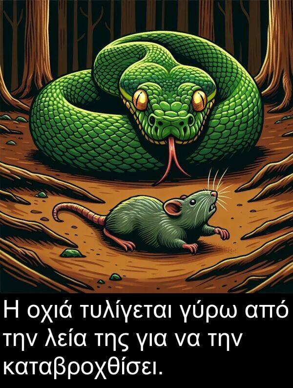 γύρω: Η οχιά τυλίγεται γύρω από την λεία της για να την καταβροχθίσει.