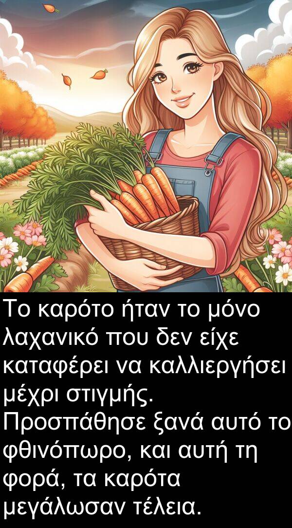 φθινόπωρο: Το καρότο ήταν το μόνο λαχανικό που δεν είχε καταφέρει να καλλιεργήσει μέχρι στιγμής. Προσπάθησε ξανά αυτό το φθινόπωρο, και αυτή τη φορά, τα καρότα μεγάλωσαν τέλεια.