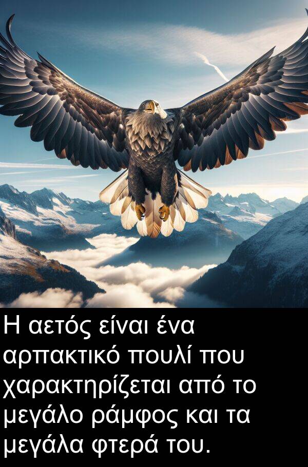 χαρακτηρίζεται: Η αετός είναι ένα αρπακτικό πουλί που χαρακτηρίζεται από το μεγάλο ράμφος και τα μεγάλα φτερά του.