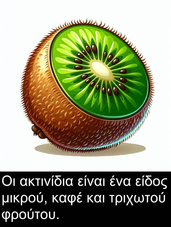 μικρού: Οι ακτινίδια είναι ένα είδος μικρού, καφέ και τριχωτού φρούτου.