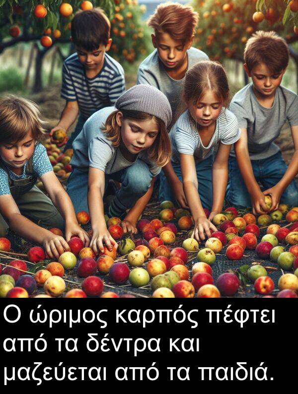 μαζεύεται: Ο ώριμος καρπός πέφτει από τα δέντρα και μαζεύεται από τα παιδιά.