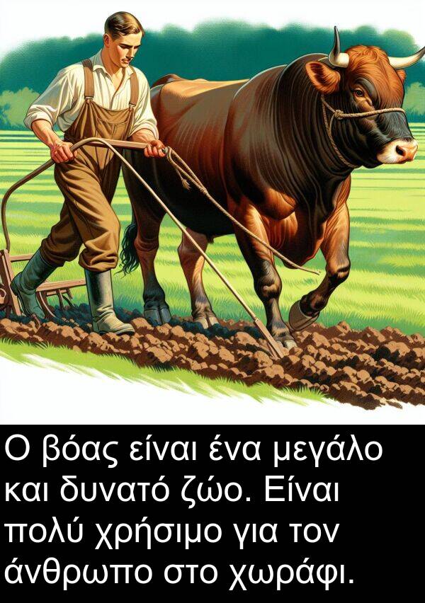 ζώο: Ο βόας είναι ένα μεγάλο και δυνατό ζώο. Είναι πολύ χρήσιμο για τον άνθρωπο στο χωράφι.