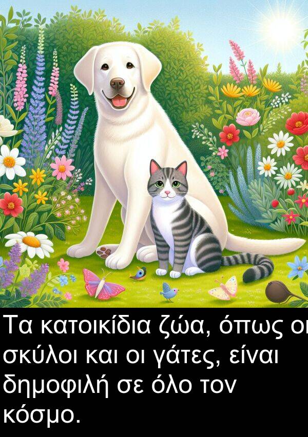 γάτες: Τα κατοικίδια ζώα, όπως οι σκύλοι και οι γάτες, είναι δημοφιλή σε όλο τον κόσμο.