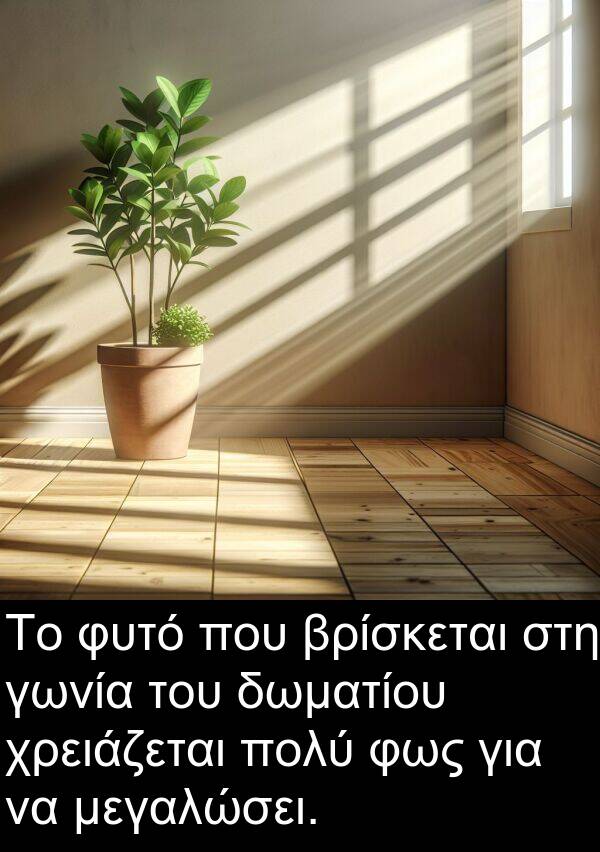 φως: Το φυτό που βρίσκεται στη γωνία του δωματίου χρειάζεται πολύ φως για να μεγαλώσει.