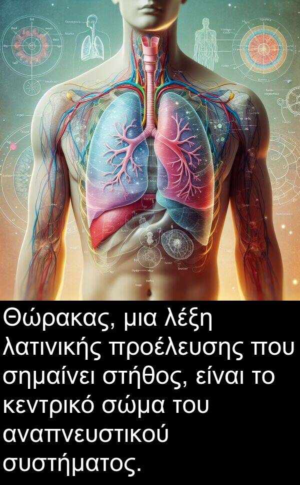 σώμα: Θώρακας, μια λέξη λατινικής προέλευσης που σημαίνει στήθος, είναι το κεντρικό σώμα του αναπνευστικού συστήματος.