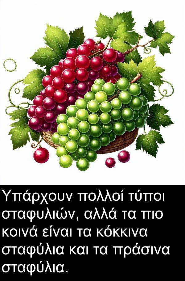 τύποι: Υπάρχουν πολλοί τύποι σταφυλιών, αλλά τα πιο κοινά είναι τα κόκκινα σταφύλια και τα πράσινα σταφύλια.