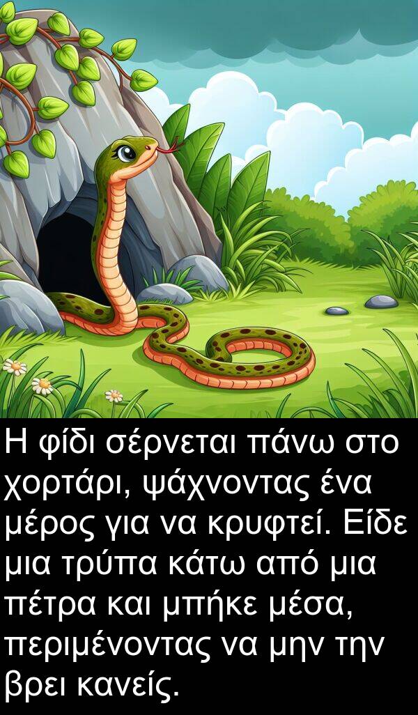 φίδι: Η φίδι σέρνεται πάνω στο χορτάρι, ψάχνοντας ένα μέρος για να κρυφτεί. Είδε μια τρύπα κάτω από μια πέτρα και μπήκε μέσα, περιμένοντας να μην την βρει κανείς.