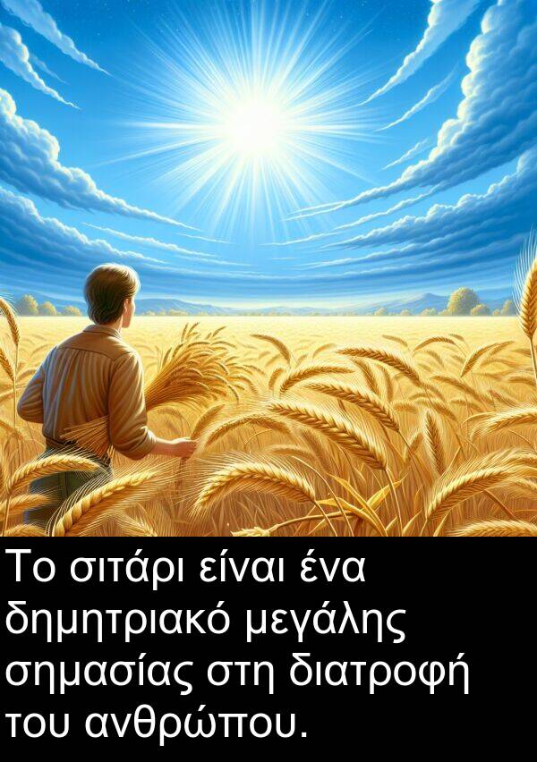 σημασίας: Το σιτάρι είναι ένα δημητριακό μεγάλης σημασίας στη διατροφή του ανθρώπου.