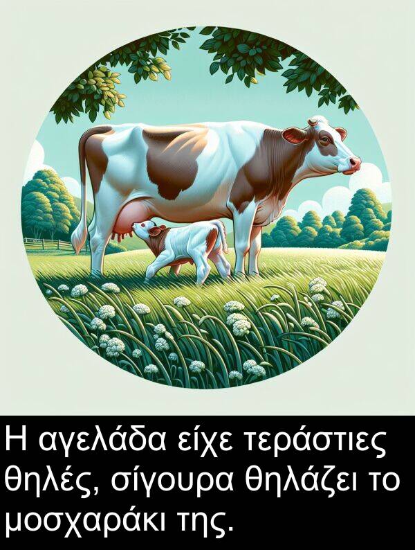 αγελάδα: Η αγελάδα είχε τεράστιες θηλές, σίγουρα θηλάζει το μοσχαράκι της.