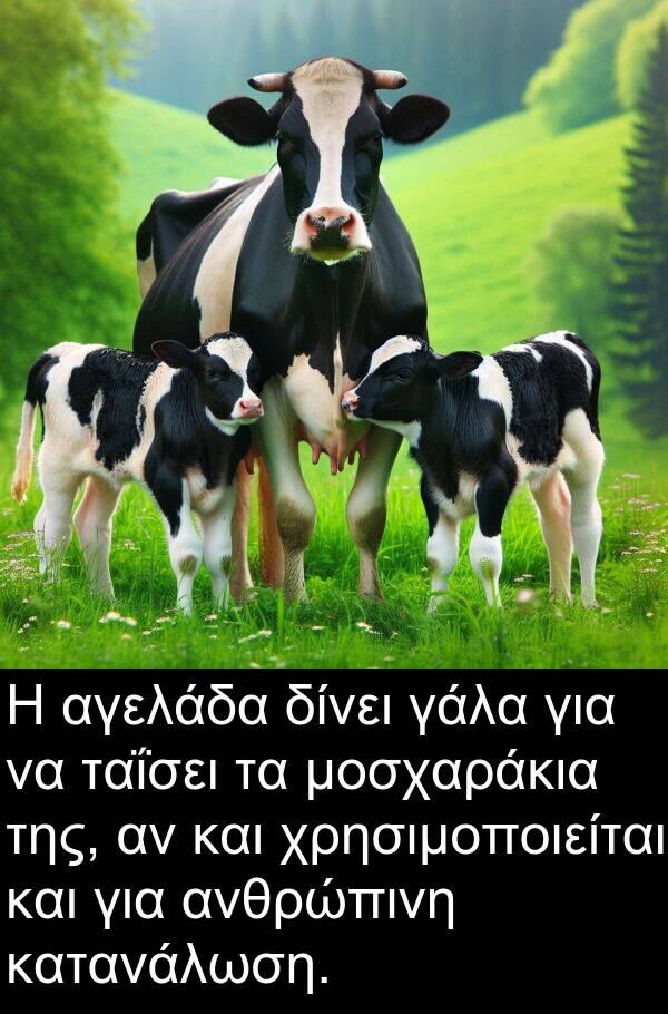 γάλα: Η αγελάδα δίνει γάλα για να ταΐσει τα μοσχαράκια της, αν και χρησιμοποιείται και για ανθρώπινη κατανάλωση.