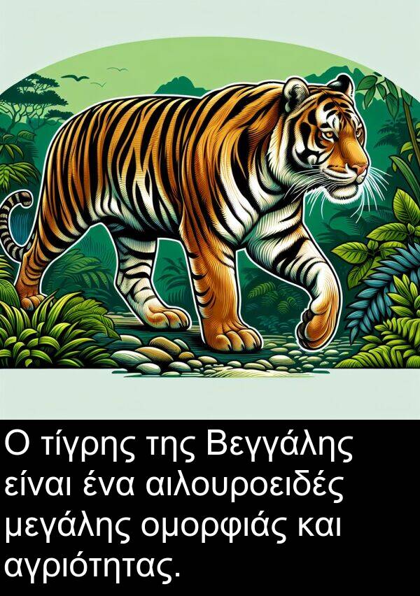 αγριότητας: Ο τίγρης της Βεγγάλης είναι ένα αιλουροειδές μεγάλης ομορφιάς και αγριότητας.