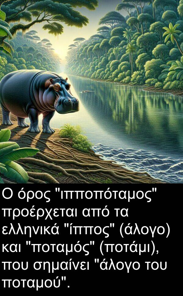 προέρχεται: Ο όρος "ιπποπόταμος" προέρχεται από τα ελληνικά "ίππος" (άλογο) και "ποταμός" (ποτάμι), που σημαίνει "άλογο του ποταμού".