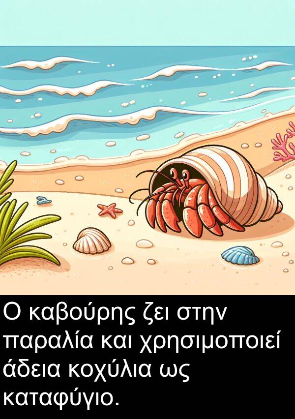 ζει: Ο καβούρης ζει στην παραλία και χρησιμοποιεί άδεια κοχύλια ως καταφύγιο.