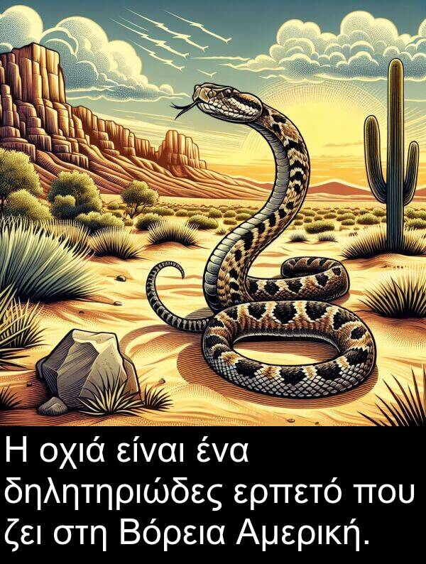 ζει: Η οχιά είναι ένα δηλητηριώδες ερπετό που ζει στη Βόρεια Αμερική.