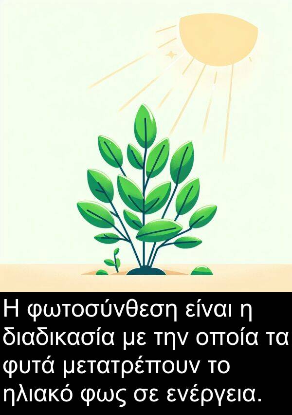 ενέργεια: Η φωτοσύνθεση είναι η διαδικασία με την οποία τα φυτά μετατρέπουν το ηλιακό φως σε ενέργεια.