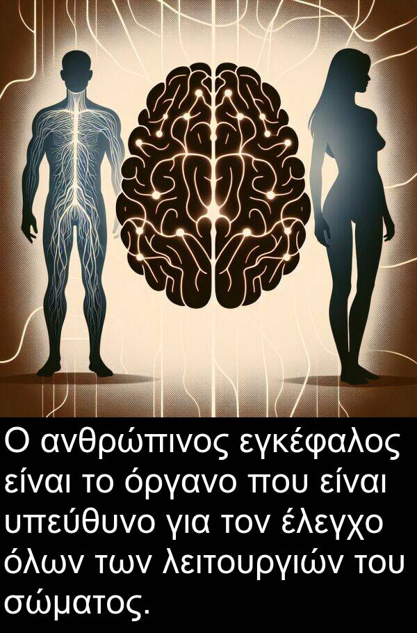 εγκέφαλος: Ο ανθρώπινος εγκέφαλος είναι το όργανο που είναι υπεύθυνο για τον έλεγχο όλων των λειτουργιών του σώματος.