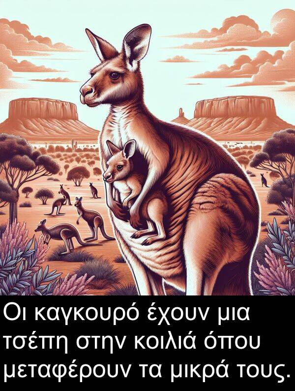 μικρά: Οι καγκουρό έχουν μια τσέπη στην κοιλιά όπου μεταφέρουν τα μικρά τους.