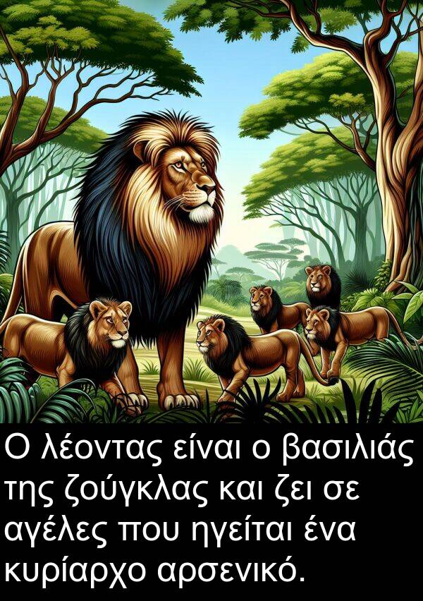 ζει: Ο λέοντας είναι ο βασιλιάς της ζούγκλας και ζει σε αγέλες που ηγείται ένα κυρίαρχο αρσενικό.