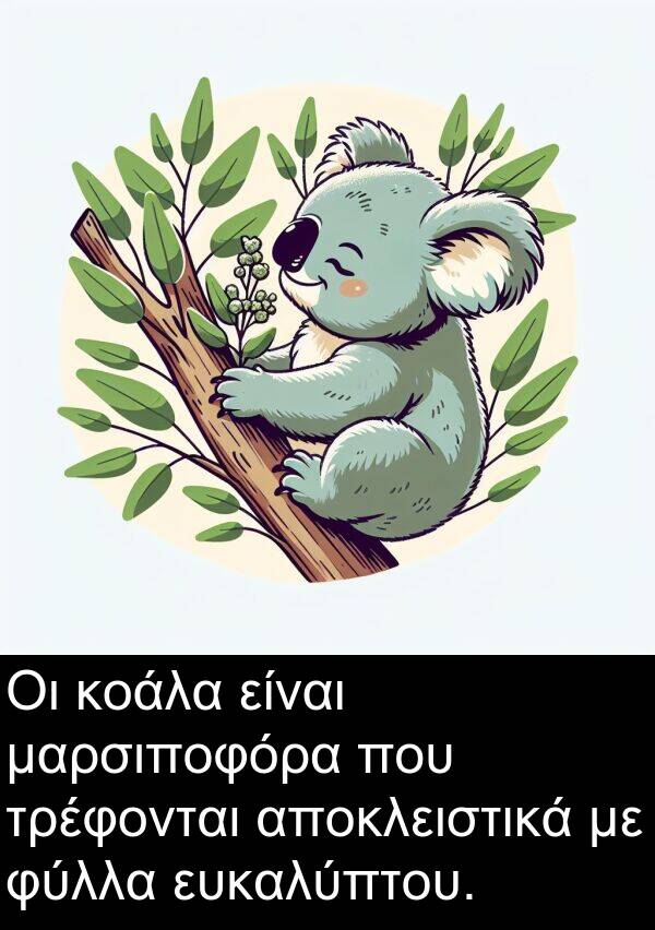 μαρσιποφόρα: Οι κοάλα είναι μαρσιποφόρα που τρέφονται αποκλειστικά με φύλλα ευκαλύπτου.