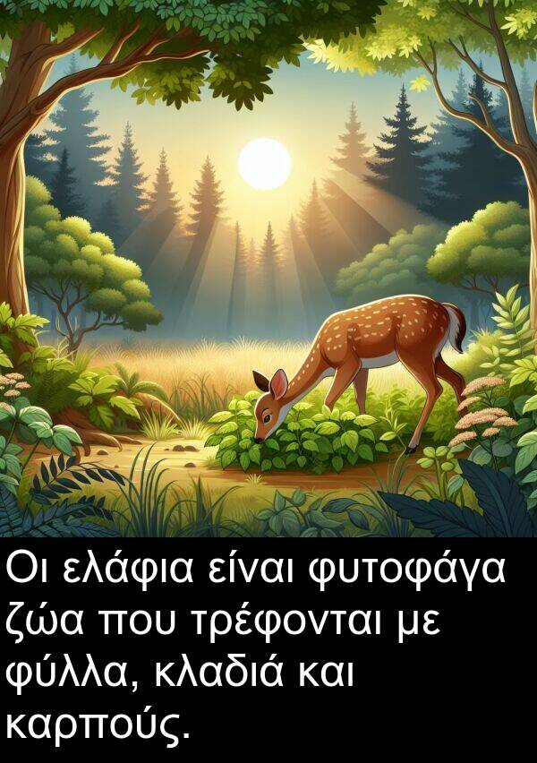 ζώα: Οι ελάφια είναι φυτοφάγα ζώα που τρέφονται με φύλλα, κλαδιά και καρπούς.