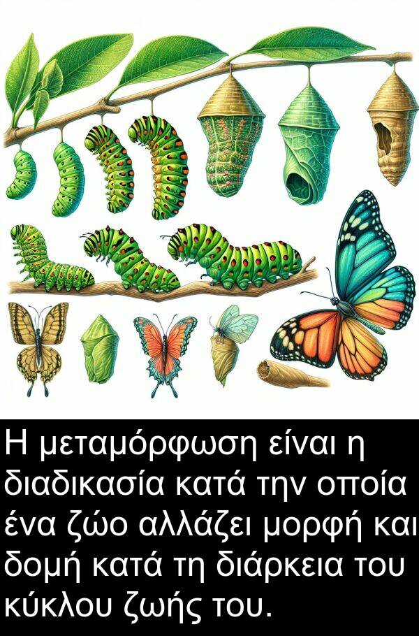 ζώο: Η μεταμόρφωση είναι η διαδικασία κατά την οποία ένα ζώο αλλάζει μορφή και δομή κατά τη διάρκεια του κύκλου ζωής του.