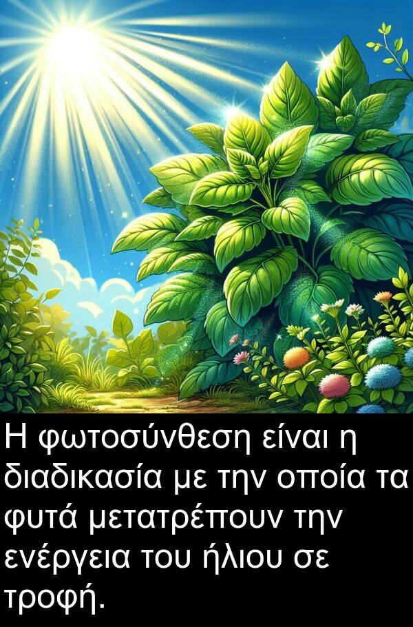 ενέργεια: Η φωτοσύνθεση είναι η διαδικασία με την οποία τα φυτά μετατρέπουν την ενέργεια του ήλιου σε τροφή.