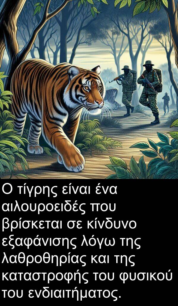 ενδιαιτήματος: Ο τίγρης είναι ένα αιλουροειδές που βρίσκεται σε κίνδυνο εξαφάνισης λόγω της λαθροθηρίας και της καταστροφής του φυσικού του ενδιαιτήματος.